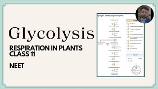 Glycolysis EMP Pathway Respiration in plants class 11 neetug [upl. by Pawsner]