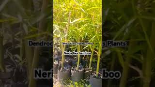 Dendrocalamus giganteus plant of 2024 Neria live bamboo  7002791693 [upl. by Joyann]