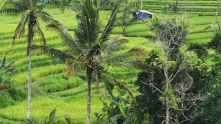 Jatiluwih Rice Terraces Bali BCLCOSMIN [upl. by Caneghem]