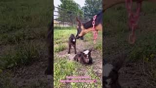 Newly born goat kids cute cutebaby [upl. by Okomom]