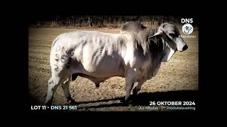 AU ALBIDUS BRAHMAN PRODUCTION AUCTION 26 OCT 2024 11H WARMBAD VEEMARK BELA BELA [upl. by Catharina]