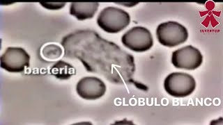 GLÓBULO BLANCO vs BACTERIA EXPLICADO‼️ [upl. by Arakawa]