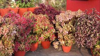 COLOURFUL COLEUS [upl. by Tait]