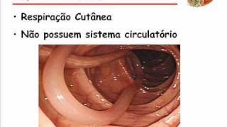 Biologia  Nematelmintos  Toufic Joulian 3°F  2010 [upl. by Ninahs230]