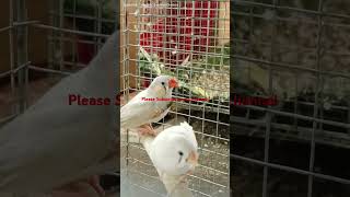 dance pp With Zebra finch [upl. by Maice]