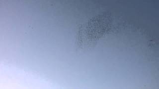 Murmuration of Starlings in Rome [upl. by Enirhtac104]