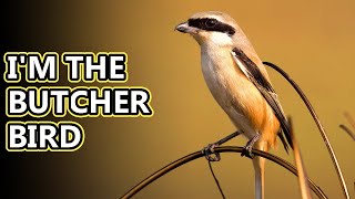 Shrike facts the butcher bird  Animal Fact Files [upl. by Avan]