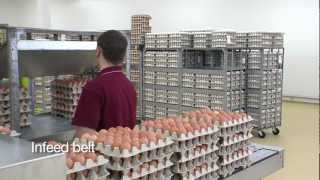 Prinzen Setter Line  Hatchery egg transfer [upl. by Olli]