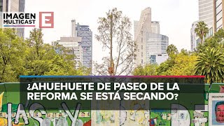 Segundo ahuehuete en Reforma presenta follaje ocre [upl. by Ellinej]