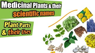 Medicinal plants and their uses  Scientific names of medicinal herbs amp parts used Health benefits [upl. by James]