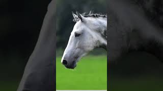 Grey dapples horse Grey Dapple Horse [upl. by Carny]