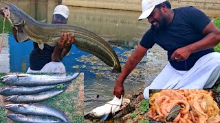 Fishing  Smell Fishing  Big Wallago Attu catfish catching  चिकन के ऐतडी से मछली पकडा  Fish [upl. by Ela]