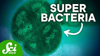 6 Bacteria With Wild Superpowers [upl. by Tann]