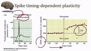 Synaptic Plasticity STDP [upl. by Dutchman843]