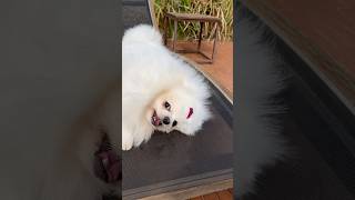 Spitz cachorrinho dog cat pet pets love amor melhor amigo music song countrymusic videoviral [upl. by Ridglea]