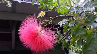 Calliandra  Red Powder Puff plant HD 01 [upl. by Notsirt]