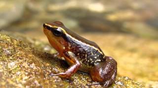 Santa Marta poison arrow frog Colostethus ruthveni Sierra nevada de Santa marta [upl. by Grof295]