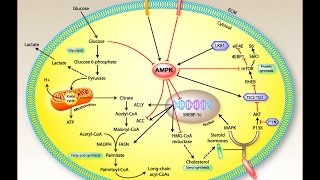 Is this molecule the cause of fibromyalgia symptoms [upl. by Friedrich655]