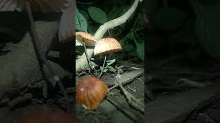 Marasmius siccus beautiful orange pinwheel mushroom fungi mushroom [upl. by Ahsercul915]