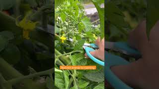 Ripening Tomatoes tomatoharvest gardening tomatoes tomatogarden backstreetboys ahorts [upl. by Esinel942]