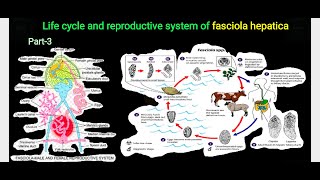 Fasciola hepatica part 3  life cycle and reproductive system  bsc 1st semester bio notes [upl. by Tuckie]