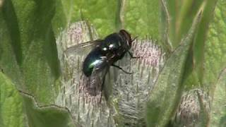 Blow Fly Calliphoridae Calliphora on Blossom [upl. by Ninette309]