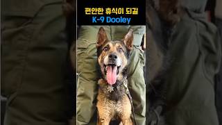 편안한 휴식이 되길 K9 Dooley [upl. by Ahtabat565]