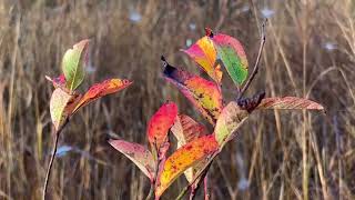 Enjoying the Autumn Colors Plainsboro Preserve New Jersey [upl. by Delphinia]