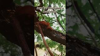 Jews ear mushroom seeing 1st time in Tamil nadu India mushroom plantcare fungus [upl. by Ayala]