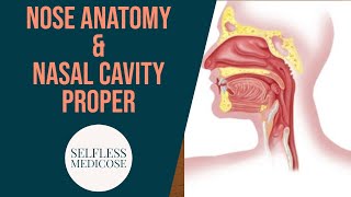 NOSE ANATOMY in detail part 1 external nose and nasal cavity [upl. by Amliv611]