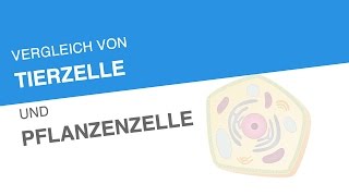 VERGLEICH VON TIERZELLE UND PFLANZENZELLE  Biologie  Biologie der Zellen [upl. by Acirretahs]