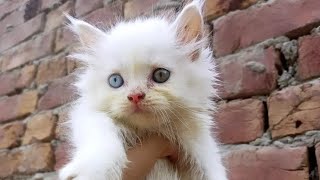 my new vlogHam new cats and kittens sale karne ke lye le ai🐈🐈🐈 [upl. by Uphemia]