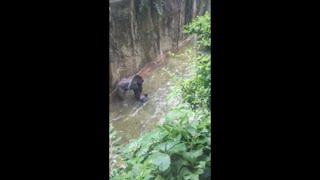 HARAMBE SHOT  FOOTAGE [upl. by Lorry]