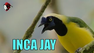 Inca Jay  Cyanocorax yncas yncas  Biodiversity Shorts 131 [upl. by Hannazus]