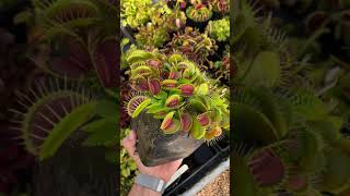 Dionaea muscipula Low Giant [upl. by Enilreug]