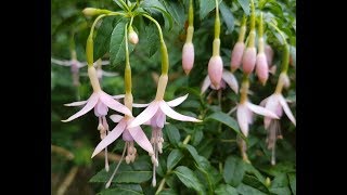 Fuchsia magellanica var molinae Maidens Blush [upl. by Heddie]