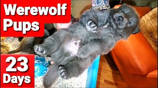 Werewolf Puppies Playing  Beautiful Lycan Shepherd Puppies [upl. by Yelloh]