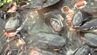 Gaping mouths and whiskers ahoy Catfish in India [upl. by Ahsead427]