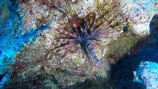 Lionfish Spotted While Diving at Cyclops Cave in Cyprus [upl. by Hannover]