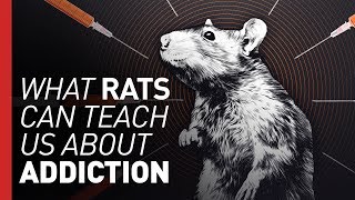 How the flawed Rat Park experiment launched the drug war [upl. by Sherilyn]