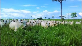 Pastagem adubação manejo e nutrição de bovinos [upl. by Attenor]