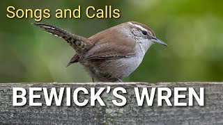 Bewicks Wren Songs and Calls  Spotted Towhee amp Song Sparrow birds birding birdsounds [upl. by Bekki894]