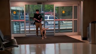 Bombsniffing dog Messie retires from TSA at Reagan National Airport [upl. by Peacock]