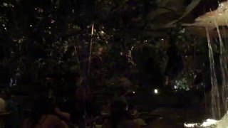 Rainforest Cafe Animal Kingdom WDW  Waterfall amp Chimpanzee [upl. by Atikahc904]