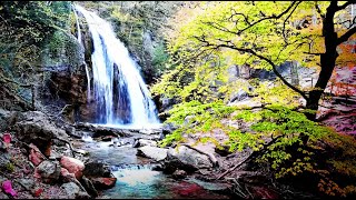 CHANT DES OISEAUX SON DUN RUISSEAU et cascade lointaine forêt Paradis de nature relaxant [upl. by Anahsahs]