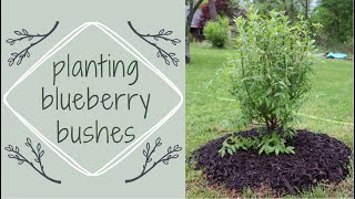 PLANTING A BLUEBERRY BUSH  how to plant blueberry bushes  Two Minute Tuesday [upl. by Lesnah92]