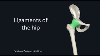 Hip Ligaments [upl. by Neelasor]