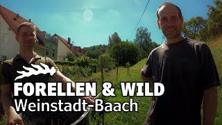 Baacher Forellen  Fisch amp Wild direkt aus der Region  Weinstadt [upl. by Billye993]