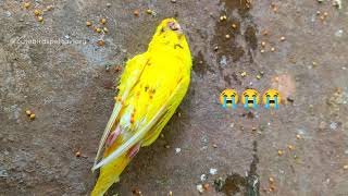 australian budgie no more 😥  rest in peace 😭 my cutie  budgies  cute birds pets aviary [upl. by Annahsirhc]