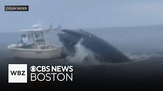 Whale capsizes boat off coast of New Hampshire [upl. by Tremain346]